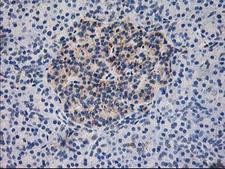 DLD / Diaphorase / E3 Antibody - IHC of paraffin-embedded Human pancreas tissue using anti-DLD mouse monoclonal antibody.