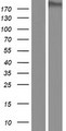 DLEC1 / DLC1 Protein - Western validation with an anti-DDK antibody * L: Control HEK293 lysate R: Over-expression lysate