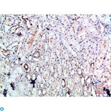 DLEU7 Antibody - Immunohistochemical analysis of paraffin-embedded human-kidney, antibody was diluted at 1:200.