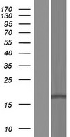 DLEU7 Protein - Western validation with an anti-DDK antibody * L: Control HEK293 lysate R: Over-expression lysate