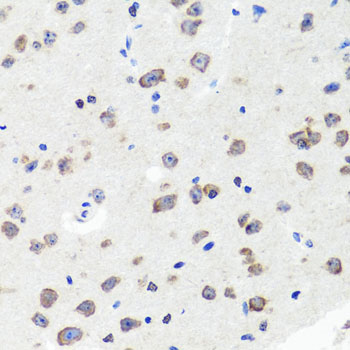 DLG1 / SAP97 Antibody - Immunohistochemistry of paraffin-embedded mouse brain tissue.