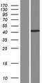 DLG2 / PSD93 Protein - Western validation with an anti-DDK antibody * L: Control HEK293 lysate R: Over-expression lysate