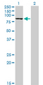 DLG3 / SAP102 Antibody - Western Blot analysis of DLG3 expression in transfected 293T cell line by DLG3 monoclonal antibody (M03), clone 2B6.Lane 1: DLG3 transfected lysate(90.3 KDa).Lane 2: Non-transfected lysate.