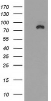DLG3 / SAP102 Antibody - HEK293T cells were transfected with the pCMV6-ENTRY control (Left lane) or pCMV6-ENTRY DLG3 (Right lane) cDNA for 48 hrs and lysed. Equivalent amounts of cell lysates (5 ug per lane) were separated by SDS-PAGE and immunoblotted with anti-DLG3.