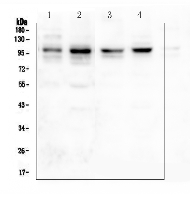 DLG4 / PSD95 Antibody - Western blot analysis of PSD95 using anti-PSD95 antibody. Electrophoresis was performed on a 5-20% SDS-PAGE gel at 70V (Stacking gel) / 90V (Resolving gel) for 2-3 hours. The sample well of each lane was loaded with 50ug of sample under reducing conditions. Lane 1: Rat Brain Tissue Lysate, Lane 2: mouse brain Tissue Lysate, Lane 3: human SHG-44 Whole Cell Lysate, Lane 4: human U-87MG Whole Cell Lysate After Electrophoresis, proteins were transferred to a Nitrocellulose membrane at 150mA for 50-90 minutes. Blocked the membrane with 5% Non-fat Milk/ TBS for 1.5 hour at RT. The membrane was incubated with rabbit anti-PSD95 antigen affinity purified polyclonal antibody at 0.5 µg/mL overnight at 4°C, then washed with TBS-0.1% Tween 3 times with 5 minutes each and probed with a goat anti-rabbit IgG-HRP secondary antibody at a dilution of 1:10000 for 1.5 hour at RT. The signal is developed using an Enhanced Chemiluminescent detection (ECL) kit with Tanon 5200 system. A specific band was detected for PSD95 at approximately 100KD. The expected band size for PSD95 is at 80KD.
