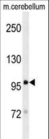 DLG4 / PSD95 Antibody - Western blot of RAT DLG4 Antibody in mouse cerebellum tissue lysates (35 ug/lane). DLG4 (arrow) was detected using the purified antibody.(1:100)