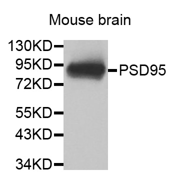 DLG4 / PSD95 Antibody - Western blot analysis of extracts of Mouse brain, using DLG4 antibody.