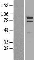 DLG4 / PSD95 Protein - Western validation with an anti-DDK antibody * L: Control HEK293 lysate R: Over-expression lysate