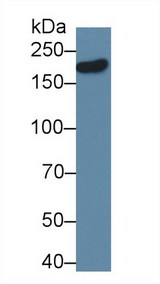 DLG5 Antibody