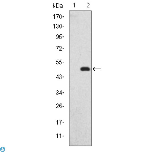 DLGAP1 Antibody - Western Blot (WB) analysis using SAPAP1 Monoclonal Antibody against HEK293 (1) and GKAP-hIgGFc transfected HEK293 (2) cell lysate.