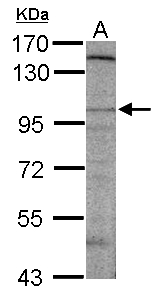 DLGAP2 Antibody - Sample (50 ug of whole cell lysate) A: mouse brain 7.5% SDS PAGE DLGAP2 antibody diluted at 1:500
