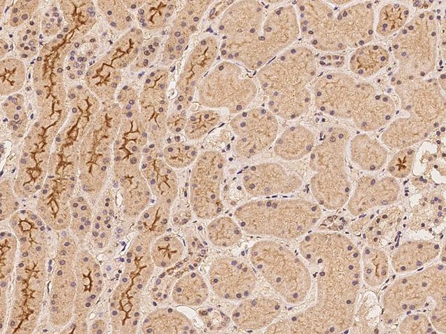 DLGAP2 Antibody - Immunochemical staining of human DLGAP2 in human kidney with rabbit polyclonal antibody at 1:100 dilution, formalin-fixed paraffin embedded sections.