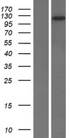 DLGAP2 Protein - Western validation with an anti-DDK antibody * L: Control HEK293 lysate R: Over-expression lysate