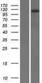 DLGAP2 Protein - Western validation with an anti-DDK antibody * L: Control HEK293 lysate R: Over-expression lysate