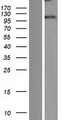 DLGAP3 / SAPAP3 Protein - Western validation with an anti-DDK antibody * L: Control HEK293 lysate R: Over-expression lysate