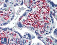 DLK1 / Pref-1 Antibody - Human Placenta: Formalin-Fixed, Paraffin-Embedded (FFPE)
