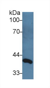 DLK1 / Pref-1 Antibody - Western Blot; Sample: Rat Serum; Primary Ab: 3µg/ml Rabbit Anti-Rat dLK1 Antibody Second Ab: 0.2µg/mL HRP-Linked Caprine Anti-Rabbit IgG Polyclonal Antibody