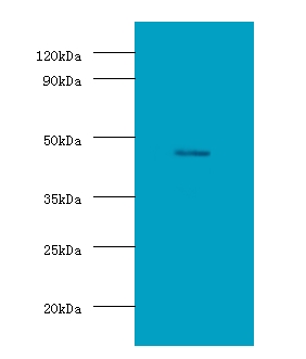 DLK1 / Pref-1 Antibody - Western blot of protein delta homolog 1 antibody at 2 ug/ml with U251 whole cell lysate. Secondary: Goat polyclonal to Rabbit IgG at 1:10000 dilution. Predicted band size: 41.  This image was taken for the unconjugated form of this product. Other forms have not been tested.