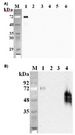 DLK1 / Pref-1 Antibody - Western blot analysis using anti-DLK1 (mouse), mAb (PF105B) at 1:2000 dilution. A). 1: Mouse DLK1 Fc-protein. 2: Human DLK1 Fc-protein. 3: Mouse DLL1 Fc-protein. 4: Mouse DLL4 Fc protein. 5: Mouse Jagged-1 Fc-protein. 6: Unrelated Fc-protein (negative control). B). 1: Mouse DLK1 Fc-protein. 2: Mouse DLL1 Fc-protein. 3: Human DLK1 (ED) (FLAG-tagged). 4: 3T3L1 cell lysate.