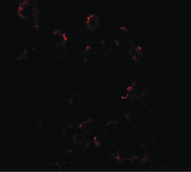 DLK1 / Pref-1 Antibody - Immunofluorescence of DLK1 in HepG2 cells with DLK1 antibody at 20 ug/ml.