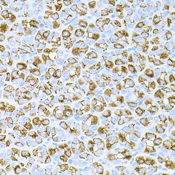 DLK1 / Pref-1 Antibody - Immunohistochemistry of paraffin-embedded mouse stomach using DLK1 antibody at dilution of 1:100 (40x lens).
