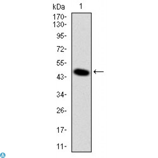 DLK1 / Pref-1 Antibody - Western Blot (WB) analysis using DLK1 Monoclonal Antibody against human DLK1 (AA: 174-349) recombinant protein.