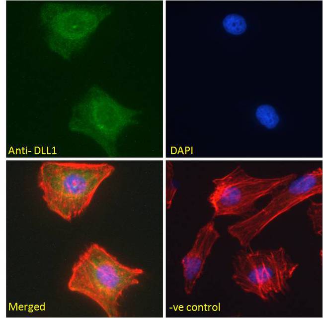 DLL1 Antibody - DLL1 Antibody Immunofluorescence analysis of paraformaldehyde fixed HeLa cells, permeabilized with 0.15% Triton. Primary incubation 1hr (10ug/ml) followed by Alexa Fluor 488 secondary antibody (2ug/ml), showing cytoplasmic/membrane staining. Actin filaments were stained with phalloidin (red) and the nuclear stain is DAPI (blue). Negative control: Unimmunized goat IgG (10ug/ml) followed by Alexa Fluor 488 secondary antibody (2ug/ml).