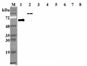 DLL1 Antibody - Western blot analysis using anti-DLL1 (human), mAb (D1L165-6) at 1:2000 dilution. 1: Human DLL1 (FLAG-tagged). 2: Human DLL1 Fc-protein. 3: Human DLL3 Fc-protein. 4: Human DLL4 Fc-protein. 5: Human DLK1 Fc-protein. 6: Human Jagged-1 Fc-protein. 7: Human DNER Fc-protein. 8: Human visfatin (FLAG-tagged) (negative control).
