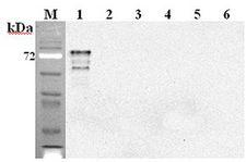 DLL1 Antibody - Western blot analysis using anti-DLL1 (mouse), mAb (D1L357-1-4) at 1:2000 dilution. 1: Mouse DLL1 Fc-protein. 2: Human DLL1 Fc-protein. 3: Mouse DLL4 Fc-protein. 4: Mouse DLK1 Fc-protein. 5: Mouse Jagged-1 Fc-protein. 6: Unrelated Fc-protein (negative control).