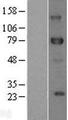 DLL1 Protein - Western validation with an anti-DDK antibody * L: Control HEK293 lysate R: Over-expression lysate