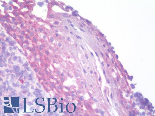 DLL4 Antibody - IHC with DLL4 antibody on frozen human tonsil.  This image was taken for the unconjugated form of this product. Other forms have not been tested.