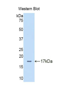 DLL4 Antibody - Western blot of recombinant DLL4.  This image was taken for the unconjugated form of this product. Other forms have not been tested.