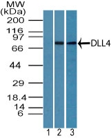 DLL4 Antibody - Western blot of DLL4 in HUVEC cell lysate using 1) preimmune sera at 1:5000 and 2) Polyclonal Antibody to DLL4 at 3 ug/ml, and 3) mouse embryo body lysate at 6 ug/ml. Goat anti-rabbit Ig HRP secondary antibody and PicoTect ECL substrate solution were used for this test.