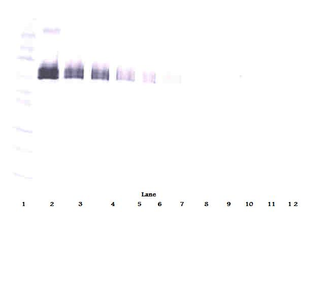 DLL4 Antibody - Biotinylated Anti-Human sDLL-4 Western Blot Reduced