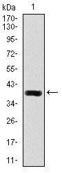 DLL4 Antibody - Western blot using DLL4 monoclonal antibody against human DLL4 recombinant protein. (Expected MW is 39.2 kDa)