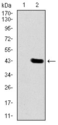 DLL4 Antibody - Western blot using DLL4 monoclonal antibody against HEK293 (1) and DLL4 (AA: 313-439)-hIgGFc transfected HEK293 (2) cell lysate.