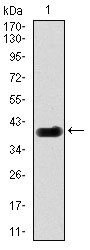 DLL4 Antibody - Western blot using DLL4 monoclonal antibody against human DLL4 (AA: 313-439) recombinant protein. (Expected MW is 39.2 kDa)