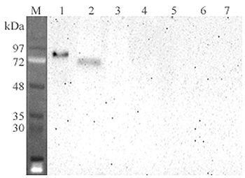 DLL4 Antibody - Western blot analysis using anti-DLL4 (human), mAb (DL86-3AG) at 1:2000 dilution. 1: Human DLL4 Fc-protein. 2: Transfected human DLL4 cell lysate (HEK 293). 3: Mock transfected HEK 293 cell lysates. 4: Human DLL1 Fc-protein. 5: Human DLK1 Fc-protein. 6: Human DNER Fc-protein. 7: Human ACE2 Fc-protein (negative control).