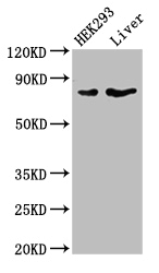 DLL4 Antibody - Positive WB detected in:HEK293 whole cell lysate,Mouse liver tissue;All lanes:DLL4 antibody at 4ug/ml;Secondary;Goat polyclonal to rabbit IgG at 1/50000 dilution;Predicted band size: 75 kDa;Observed band size: 75 kDa;