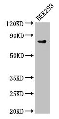 DLL4 Antibody - Western Blot Positive WB detected in: HEK293 whole cell lysate All lanes: DLL4 antibody at 4µg/ml Secondary Goat polyclonal to rabbit IgG at 1/50000 dilution Predicted band size: 75 kDa Observed band size: 75 kDa