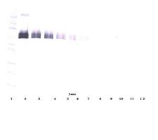 DLL4 Antibody - Anti-Human sDLL-4 Western Blot Reduced