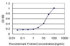 DLX1 Antibody - Detection limit for recombinant GST tagged DLX1 is approximately 1 ng/ml as a capture antibody.