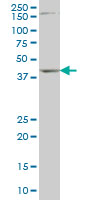 DLX2 Antibody - DLX2 monoclonal antibody (M01), clone 2H2 Western blot of DLX2 expression in NIH/3T3.