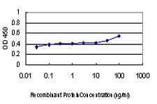 DLX2 Antibody - Detection limit for recombinant GST tagged DLX2 is approximately 0.03 ng/ml as a capture antibody.