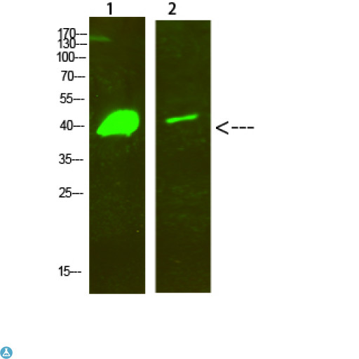 DLX2 Antibody - Western Blot analysis of 1, hela, 2, mouse-brain cells using primary antibody diluted at 1:500 (4°C overnight). Secondary antibody:Goat Anti-rabbit IgG IRDye 800 (diluted at 1:5000, 25°C, 1 hour).