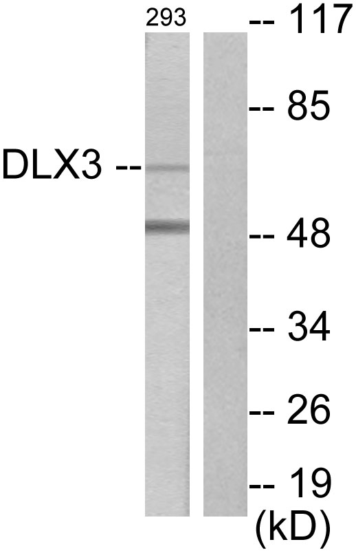 DLX3 Antibody - Western blot analysis of lysates from 293 cells, using DLX3 Antibody. The lane on the right is blocked with the synthesized peptide.