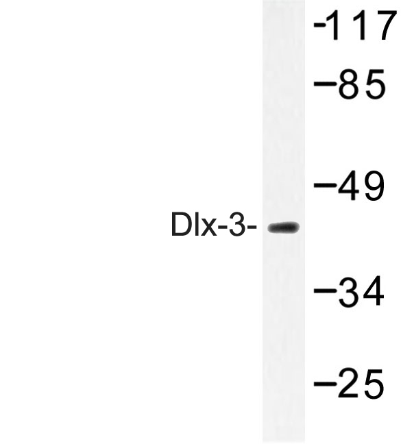 DLX3 Antibody - Western blot of Dlx-3 (D107) pAb in extracts from 293 cells.