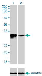 DLX3 Antibody - Western blot analysis of DLX3 over-expressed 293 cell line, cotransfected with DLX3 Validated Chimera RNAi (Lane 2) or non-transfected control (Lane 1). Blot probed with DLX3 monoclonal antibody (M01), clone 4F8 . GAPDH ( 36.1 kDa ) used as specificity and loading control.