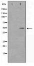DLX3 Antibody - Western blot of 293 cell lysate using DLX3 Antibody
