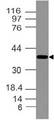DLX3 Antibody - Fig-1: Expression analysis DLX3. Anti-DLX3 antibody was used at 2 µg/ml on C2C12 lysate.